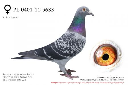 PL-0401-11-5633 - z hodowli Tadeusza Kowalczyka