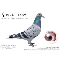 PL-0401-11-5779, z hodowli Tadeusza Kowalczyka