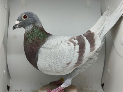 PL-0402-19-2585 - org. Witold Dąbek (Klaas/Janssens/Bolt)