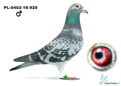 PL-0402-920 100% Koehorn