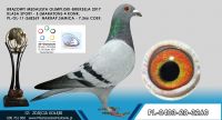 PL-0403-20-3260- córka olimpijki z Brukseli kat M