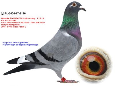 PL-0404-17-8126 ORYG ARTUR JAWOR  - AUKCJA NOWOROCZNA - SAMICA