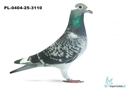 PL-0404-25-3110 4. OKRĘG KRAKÓW