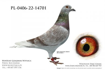 PL-0406-22-1470: Szczechura Marek Gołąb z hodowli: Szczechura Marek