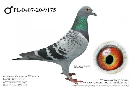 PL-0407-20-9175 - Razik Jaroslawa