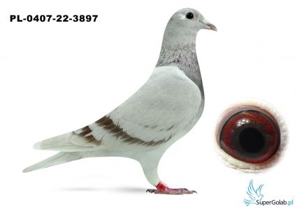 PL-0407-22-3897 Jaskuła Beata Zygmunt