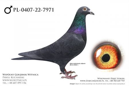 PL-0407-22-7971: Razik Jaroslawa Marek, min 18m Gołąb z hodowli: Razik Jaroslawa Marek