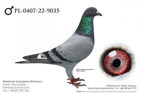PL-0407-22-9035: Kociuban Marek Gołąb z hodowli: Kociuban Marek
