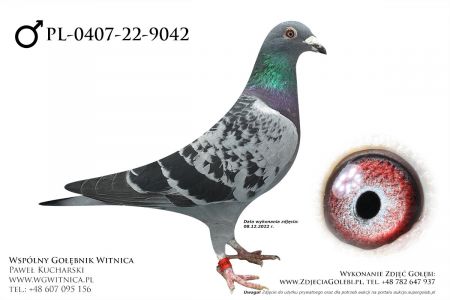 PL-0407-22-9042: Kociuban Marek, min 37m Gołąb z hodowli: Kociuban Marek
