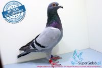PL-0411-17-4402
