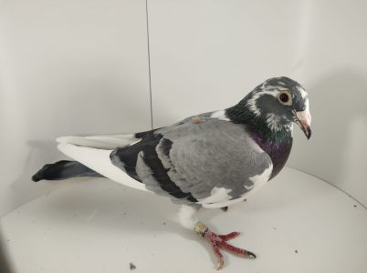 PL-0411-20-9970 Matka 41 z Extra Finału oraz 73 z Finału 502km WG Roztocze 2023r.