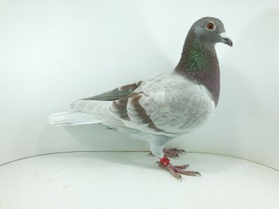 PL 0411 22 3332 – org. Hola Piotr - / 11 AS-Gołąb / 37m wyścig nr 4 / 47m wyścig nr 3 / 31m wyścig nr 2 / 146m wyścig nr 31 / Finał 256 m / (prawdopodobnie samiczka) FENOMENALNY WYCZYN GOŁĘBIA DO FINAŁU !!! 3 Konk w pierwszej czterdziestce!!!