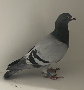 PL-0412-21-4249 - Marcin Sobczak