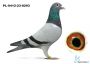 PL-0412-23-8293 - gołąb rozpłodowy 