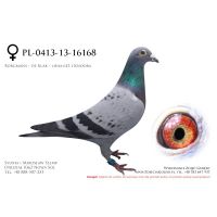 PL-0413-13-16168, z hodowli Tadeusza Kowalczyka