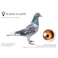 PL-0413-13-16199, z hodowli Tadeusza Kowalczyka.