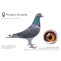 PL-0413-13-16214, z hodowli Tadeusza Kowalczyka