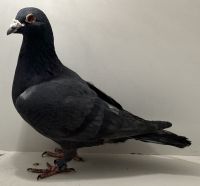 PL-0413-22-13982 - oryg. Artur Naculak - Petere Van De Merwe x B. Vandenabeele - samiec