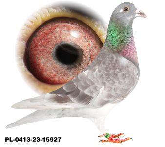 PL-0413-23-15927-Kostorz x Kapinos