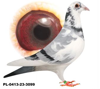 PL-0413-23-3099-100% Szkolny