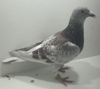 PL-0413-23-641 - T. Gierczak x Kostorz