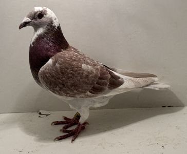 PL-0413-24-3830 - oryg. Artur Naculak - Vercammen x Szkolny - samica