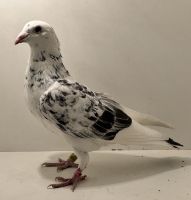 PL-0413-24-3948 - oryg. A. Naculak - Palarski x Szkolny - samica