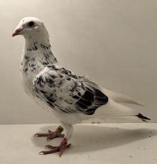 PL-0413-24-3948 - oryg. A. Naculak - Palarski x Szkolny - samica