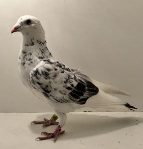 PL-0413-24-3948 - oryg. A. Naculak - Palarski x Szkolny - samica