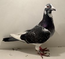 PL-0413-25-14482- oryg. A. Naculak - H. Kruger - samiec