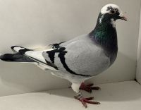 PL-0413-25-14491 - oryg. A. Naculak - Palarski x Szkolny - samiec