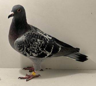 PL-0413-25-14497 - oryg. A. Naculak - Bieniek (Vercammen) x Ośko (Kruger - Porsche) - samica