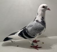 PL-0413-25-14499 - oryg. Artur Naculak - Vandenabeele - samiec