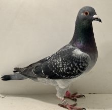 PL-0413-25-15506 - oryg. A. Naculak - Porsche x Marcel Wouters - samica