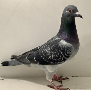 PL-0413-25-15506 - oryg. A. Naculak - Porsche x Marcel Wouters - samica