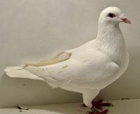 PL-0413-25-15512 - 100% K. Szkolny - Białe Złoto (Vercammen) - samiec