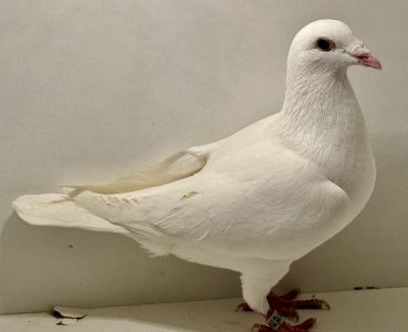 PL-0413-25-15512 - 100% K. Szkolny - Białe Złoto (Vercammen) - samiec