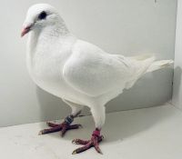 PL-0413-25-15512 - oryg. A. Naculak - 100% Szkolny - samiec