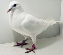 PL-0413-25-15512 - oryg. A. Naculak - 100% Szkolny - samiec