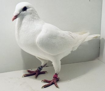 PL-0413-25-15512 - oryg. A. Naculak - 100% Szkolny - samiec