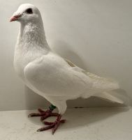 PL-0413-25-15638 - oryg. Artur Naculak - 100 % K. Szkolny - samiec