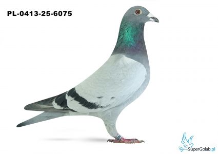 PL-0413-25-6075 29. OKRĘG KALISZ