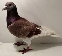 PL-0413-25-7646 - oryg. Artur Naculak - Palarscy x Szkolny - samiec