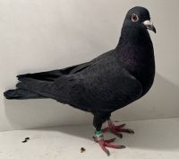 PL-0413-25-7652 - oryg. Artur Naculak - Peter Van De Merwe x Sollner - samica