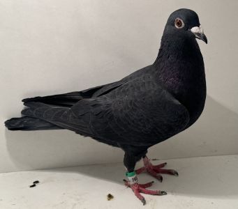 PL-0413-25-7652 - oryg. Artur Naculak - Peter Van De Merwe x Sollner - samica