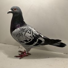 PL-0413-25-7674 - oryg. A. Naculak - Grzankowski (Vercammen) x Helios - samiec