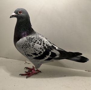 PL-0413-25-7674 - oryg. A. Naculak - Grzankowski (Vercammen) x Helios - samiec