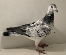 PL-0413-25-7676 - oryg. A. Naculak - Czapliński (Vercammen) x Palarski - samica