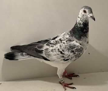 PL-0413-25-7676 - oryg. A. Naculak - Czapliński (Vercammen) x Palarski - samica