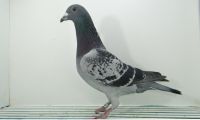 PL-0416-20-178 - 1 kon. lot Dessau , 20 lotniik Wg - WM Trans